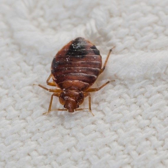 Bed Bugs, Pest Control in Canning Town, North Woolwich, E16. Call Now! 020 8166 9746