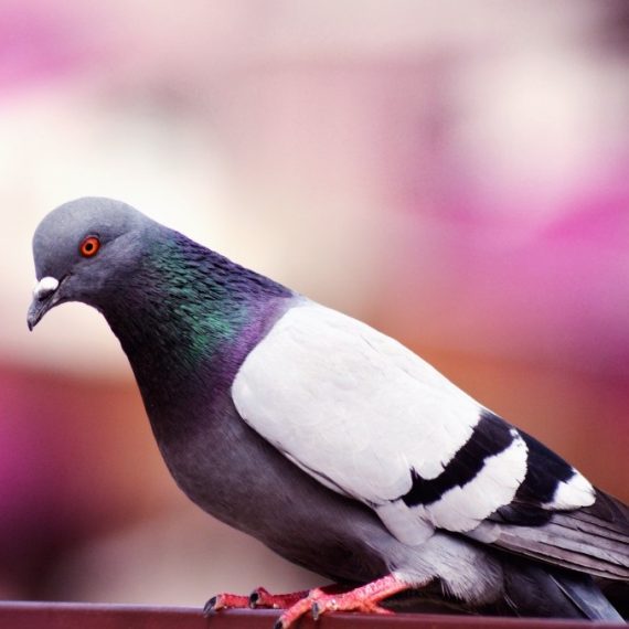 Birds, Pest Control in Canning Town, North Woolwich, E16. Call Now! 020 8166 9746