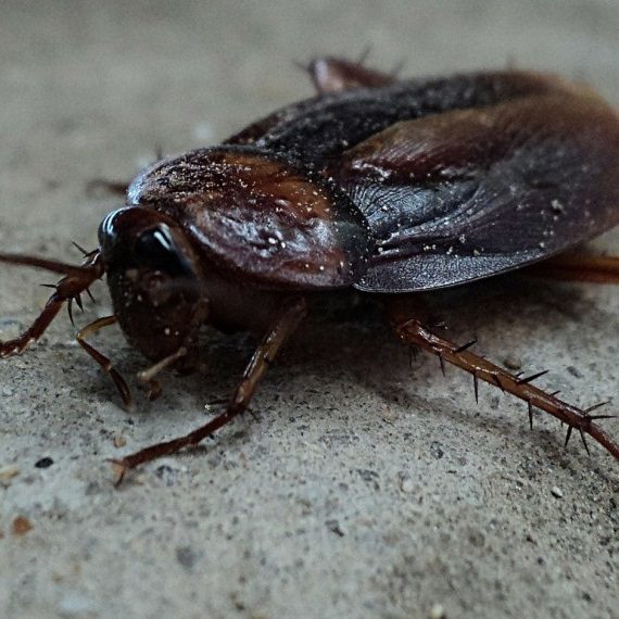 Cockroaches, Pest Control in Canning Town, North Woolwich, E16. Call Now! 020 8166 9746