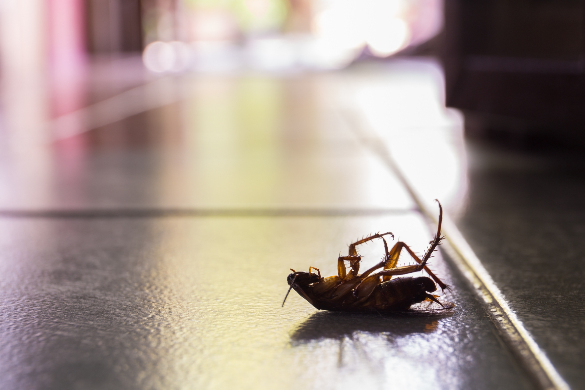 Cockroach Control, Pest Control in Canning Town, North Woolwich, E16. Call Now 020 8166 9746