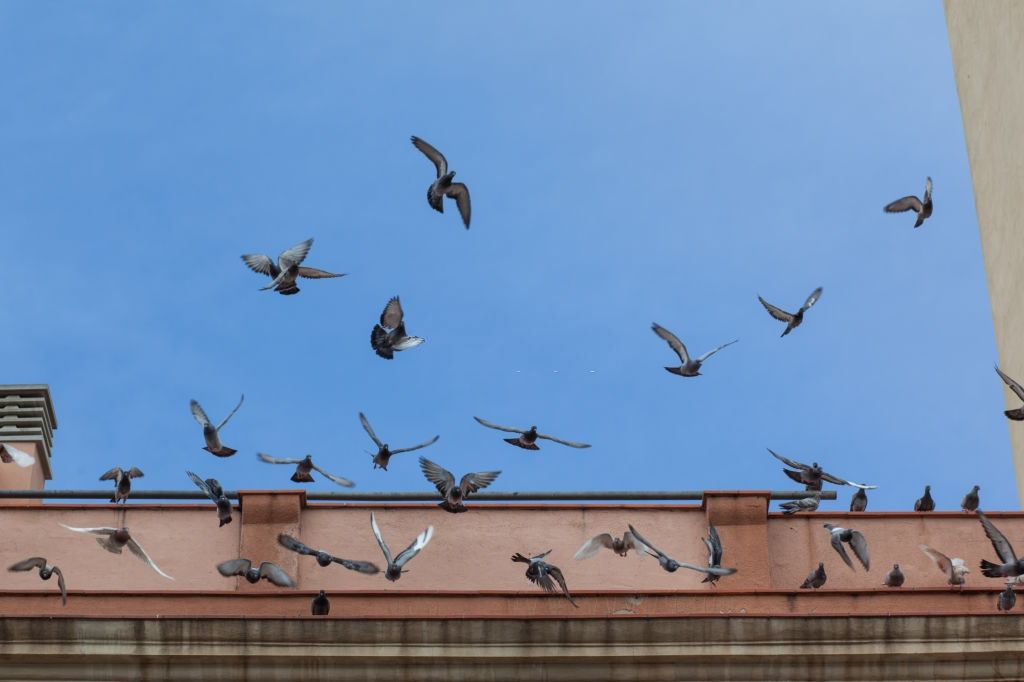 Pigeon Control, Pest Control in Canning Town, North Woolwich, E16. Call Now 020 8166 9746