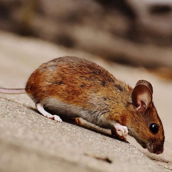 Mice, Pest Control in Canning Town, North Woolwich, E16. Call Now! 020 8166 9746