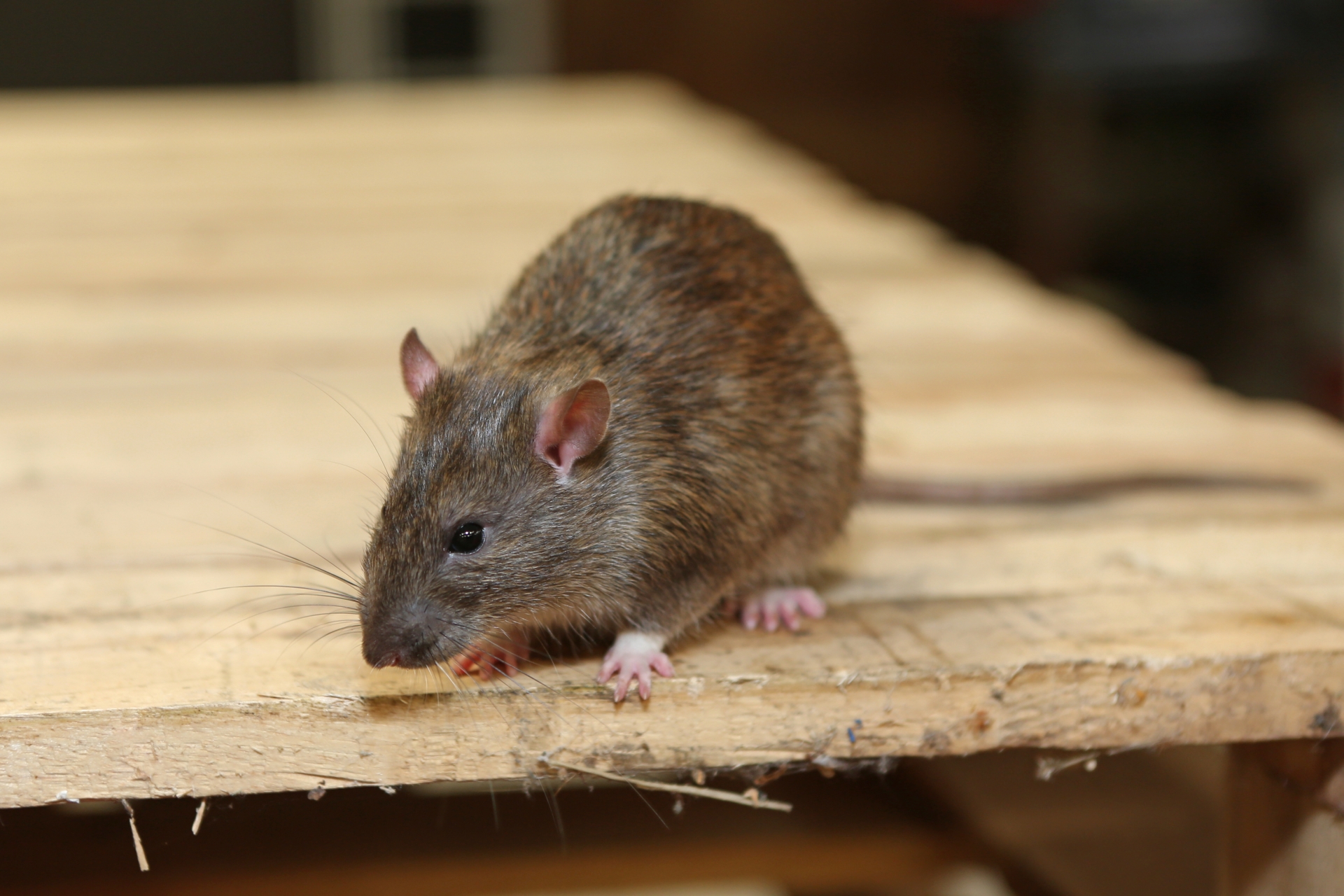 Rat Infestation, Pest Control in Canning Town, North Woolwich, E16. Call Now 020 8166 9746