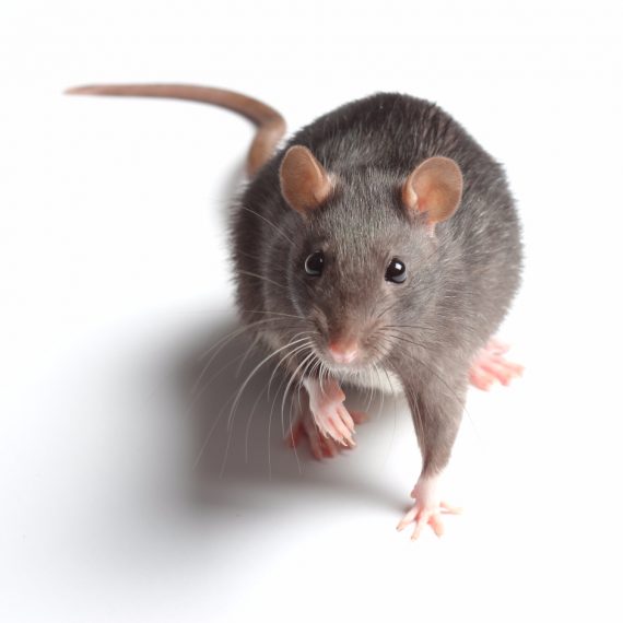 Rats, Pest Control in Canning Town, North Woolwich, E16. Call Now! 020 8166 9746