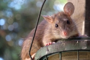 Rat extermination, Pest Control in Canning Town, North Woolwich, E16. Call Now 020 8166 9746