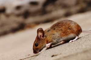 Mouse extermination, Pest Control in Canning Town, North Woolwich, E16. Call Now 020 8166 9746