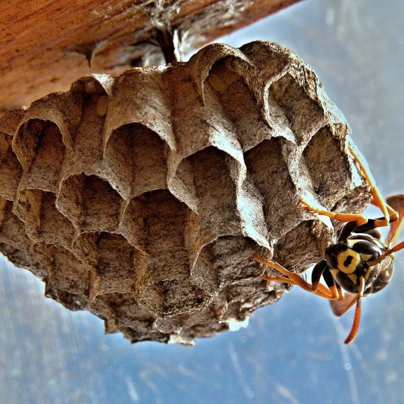 Wasps Nest, Pest Control in Canning Town, North Woolwich, E16. Call Now! 020 8166 9746