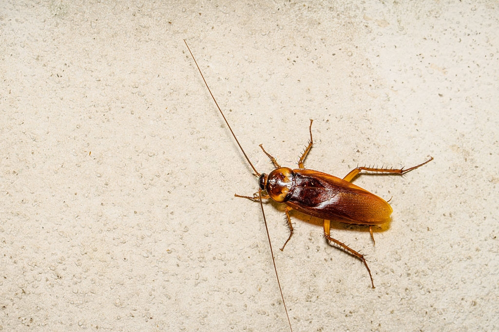 Cockroach Control, Pest Control in Canning Town, North Woolwich, E16. Call Now 020 8166 9746