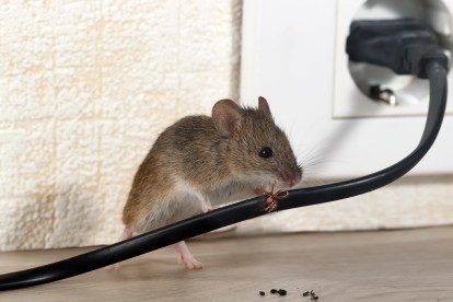 Pest Control in Canning Town, North Woolwich, E16. Call Now! 020 8166 9746