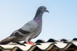 Pigeon Pest, Pest Control in Canning Town, North Woolwich, E16. Call Now 020 8166 9746